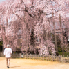 桜舞う.