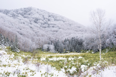 Forest to freeze