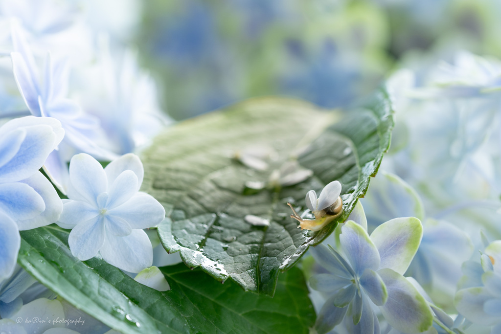 水無月