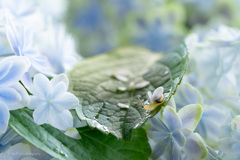 水無月