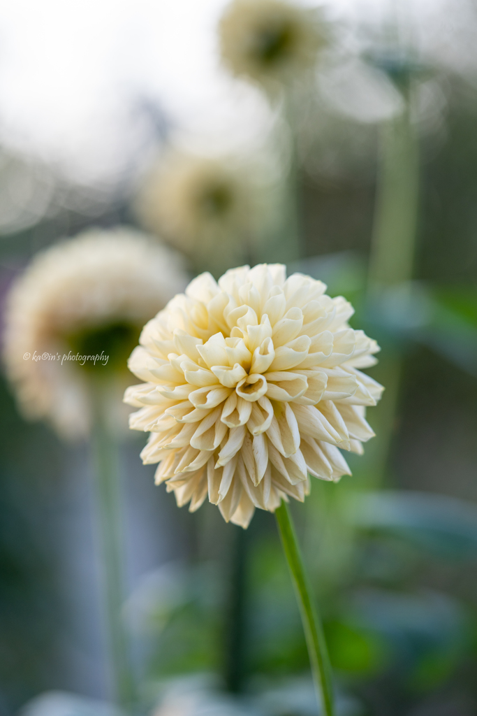 Dahlia