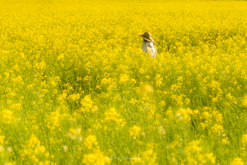 菜の花に染まる゜:。* ゜.