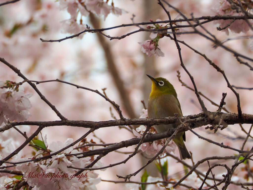 桜色舞うころ*