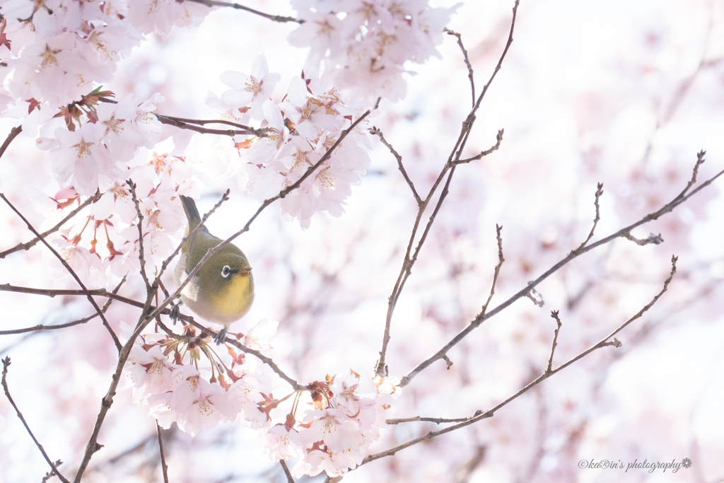 心の春❁*.ﾟ