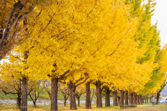 Autumn yellow