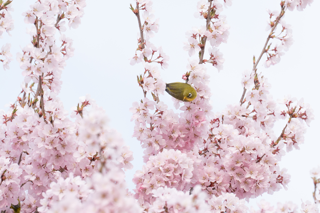 桜海❁*.ﾟ