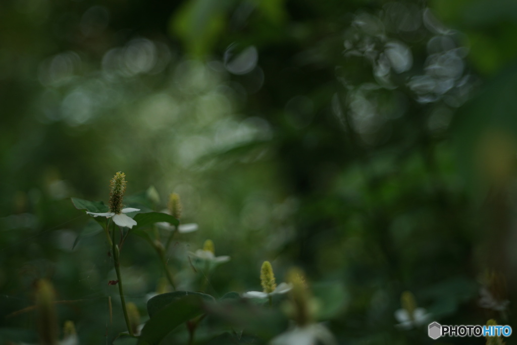 In the forest