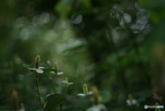 In the forest