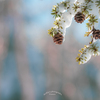 pine cone.