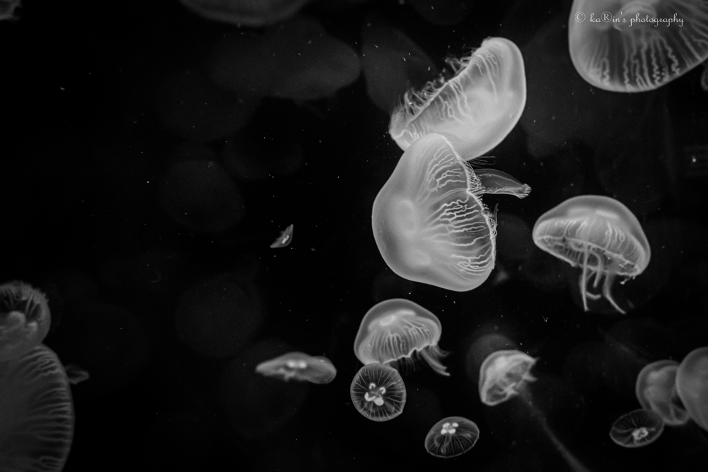 Jellyfish❁*.ﾟ