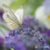 紫陽花と•*¨*•.¸¸♬