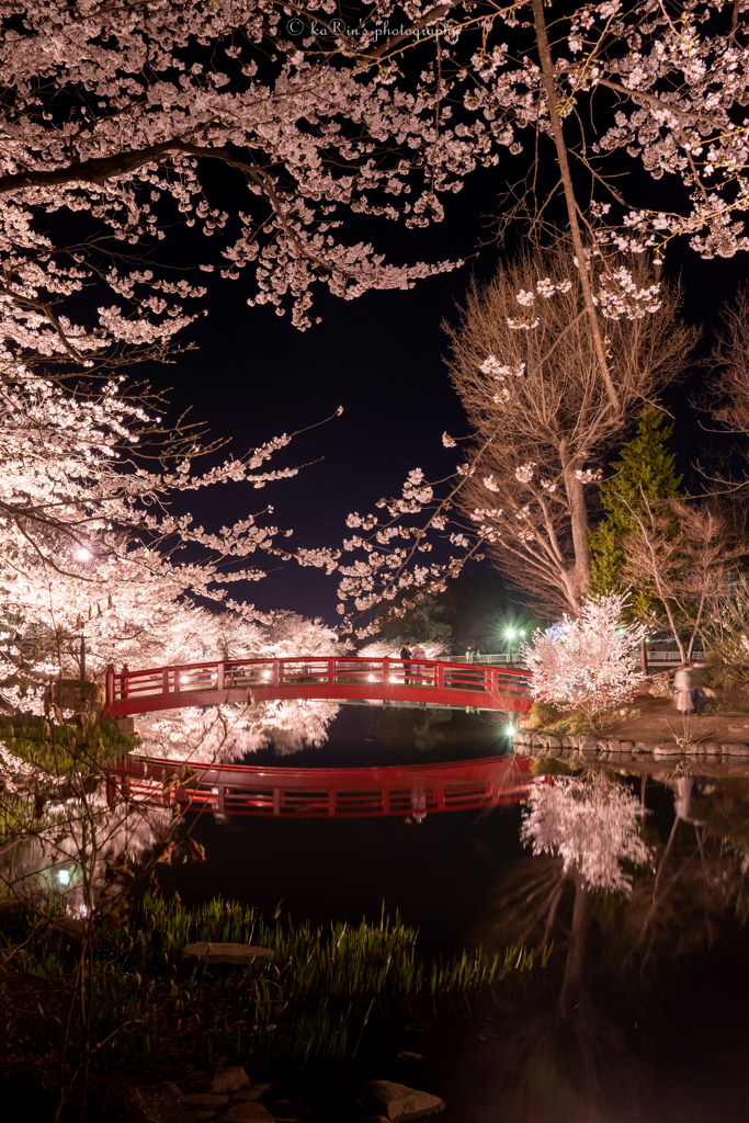 桜舞う橋.