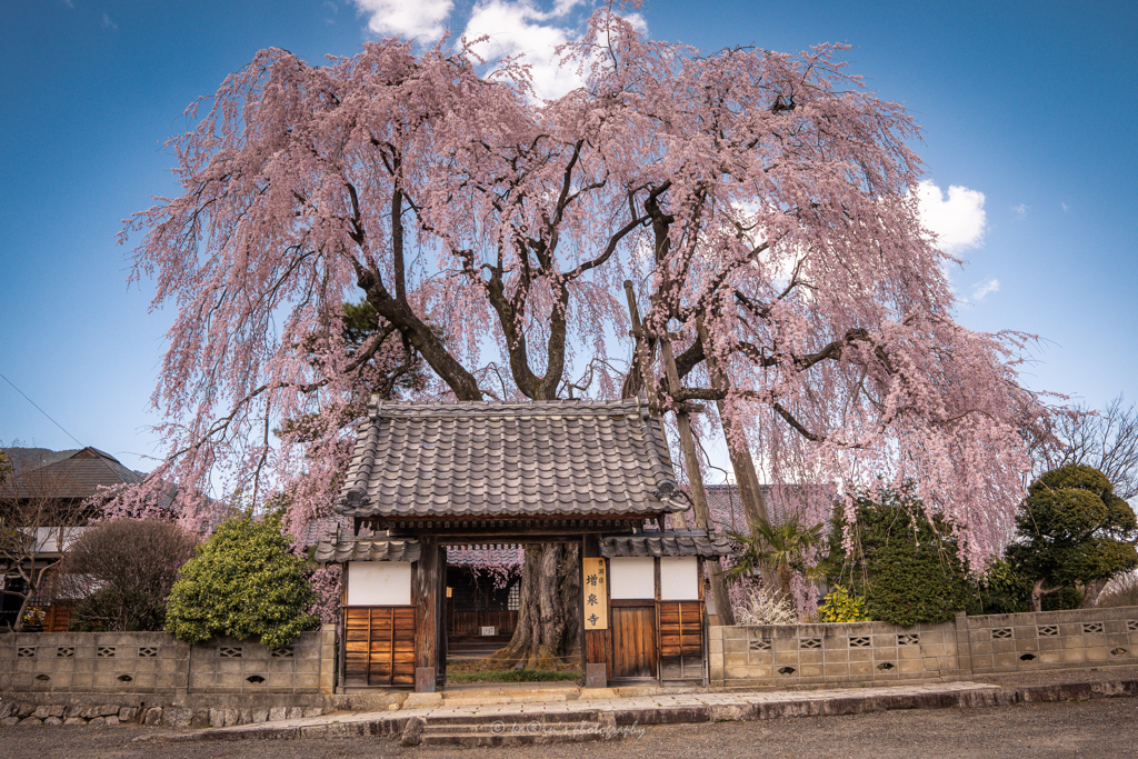 枝垂れ桜の下で.