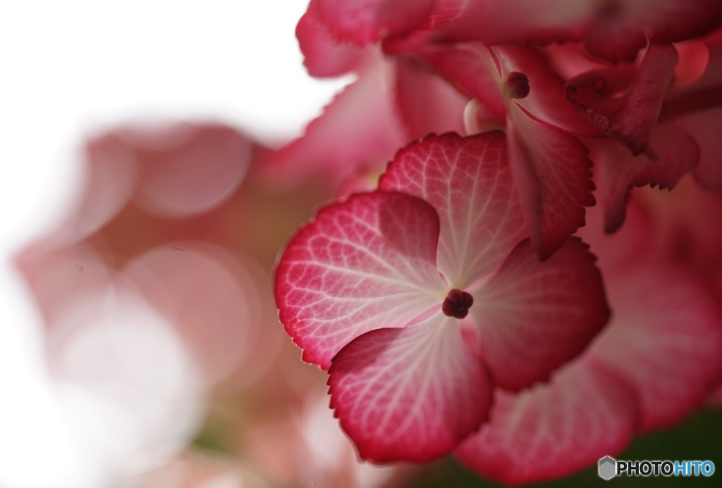hydrangea: