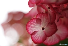 hydrangea:
