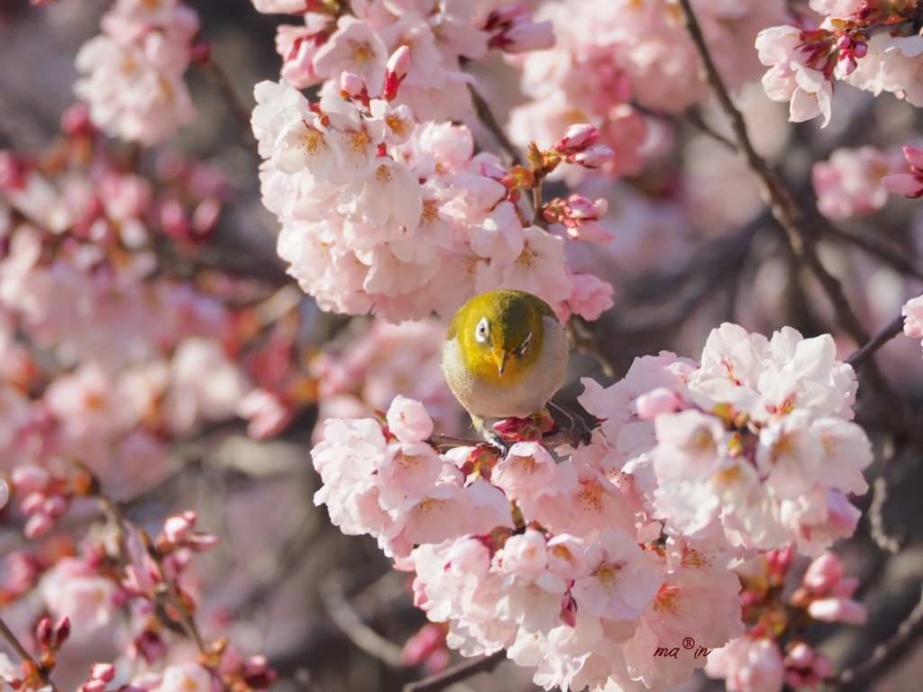 blossom*:ஐ