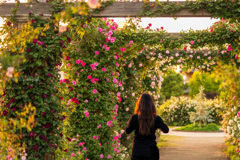 六月の薔薇