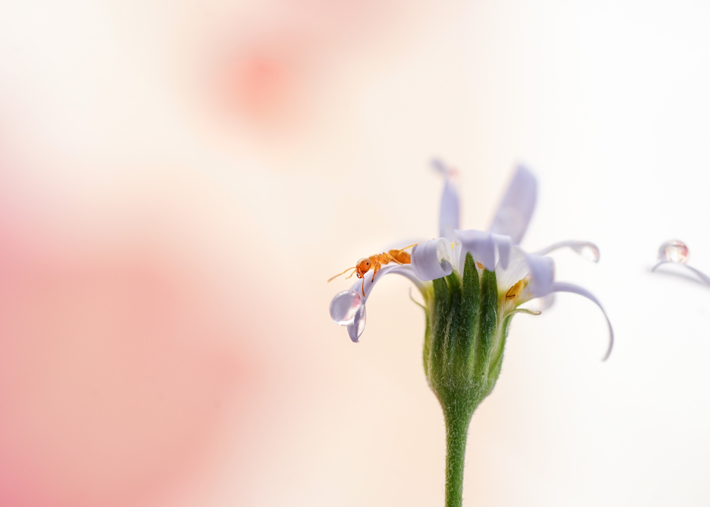 アリと雫*:ஐ