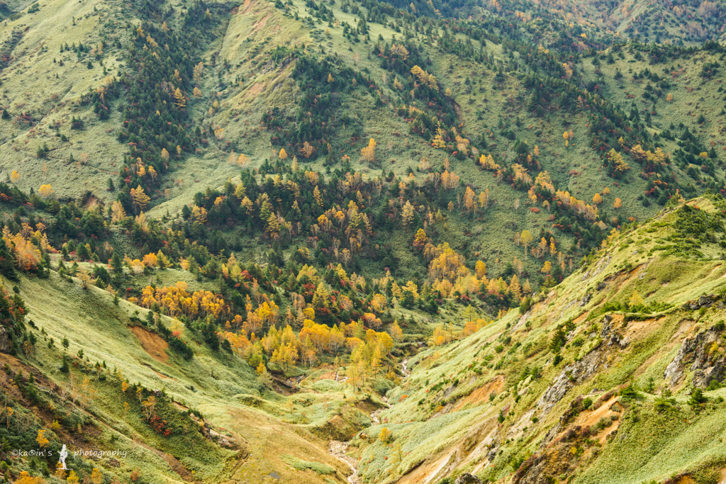 autumn forest.