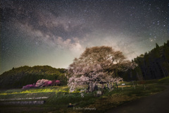 桜からソラヘ