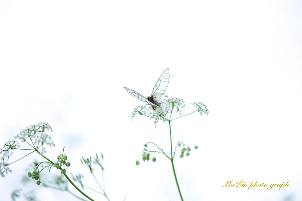 フェミニンなキミ