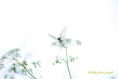 フェミニンなキミ