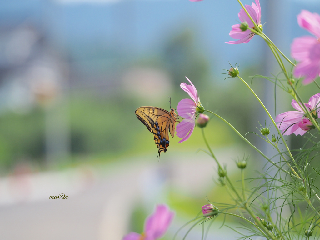 Butterfly & flower