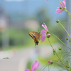 Butterfly & flower