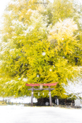 yellow tree