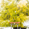 yellow tree