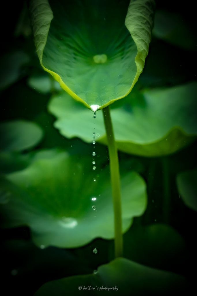 雨音.
