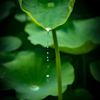 雨音.