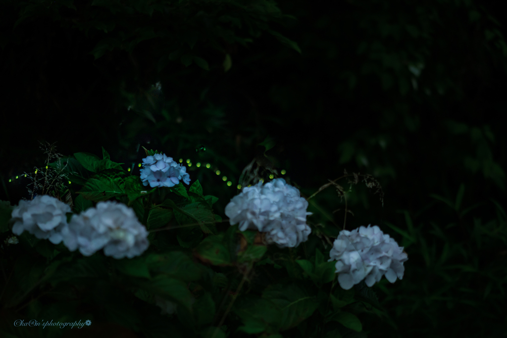 ふわっと❁