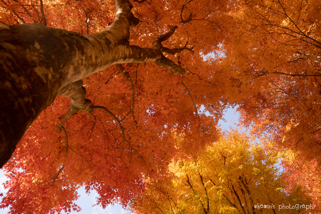 Autumn color.