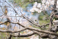 春を呼ぶ声 ♪ ♬