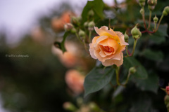 Rose.