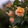 Rose.