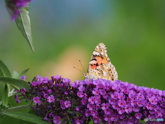 夏の蝶 :2