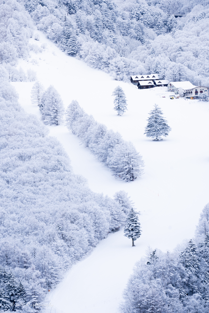 春の雪