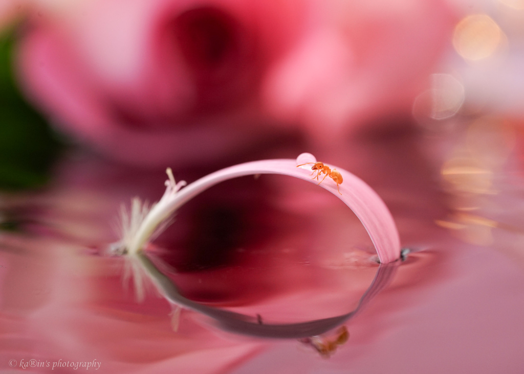 Rose