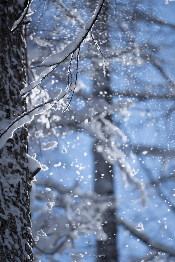春の雪