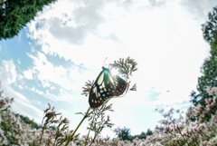 蒼い鼓動*:ஐ
