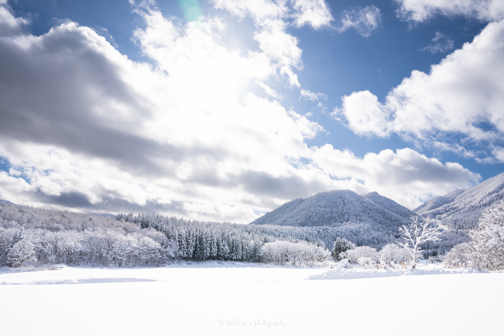 White forest.