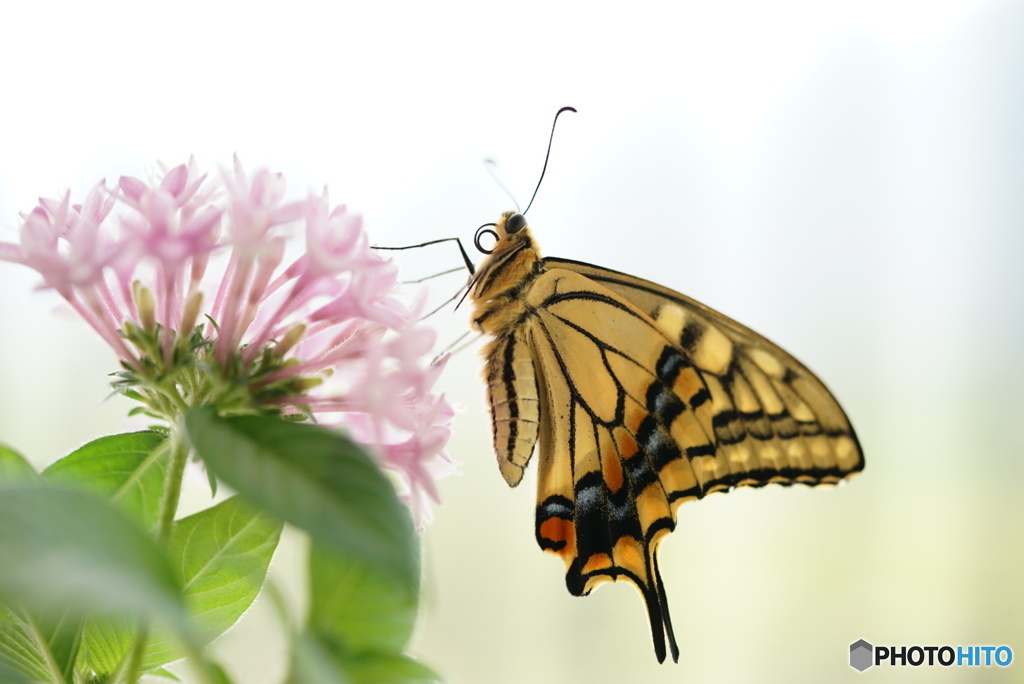 butterfly & flower