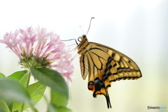 butterfly & flower