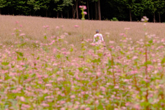 蕎麦のpink