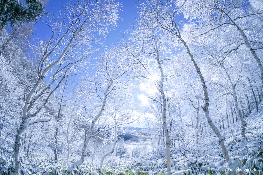 雪の華❁⃘*.ﾟ