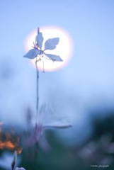白蝶草