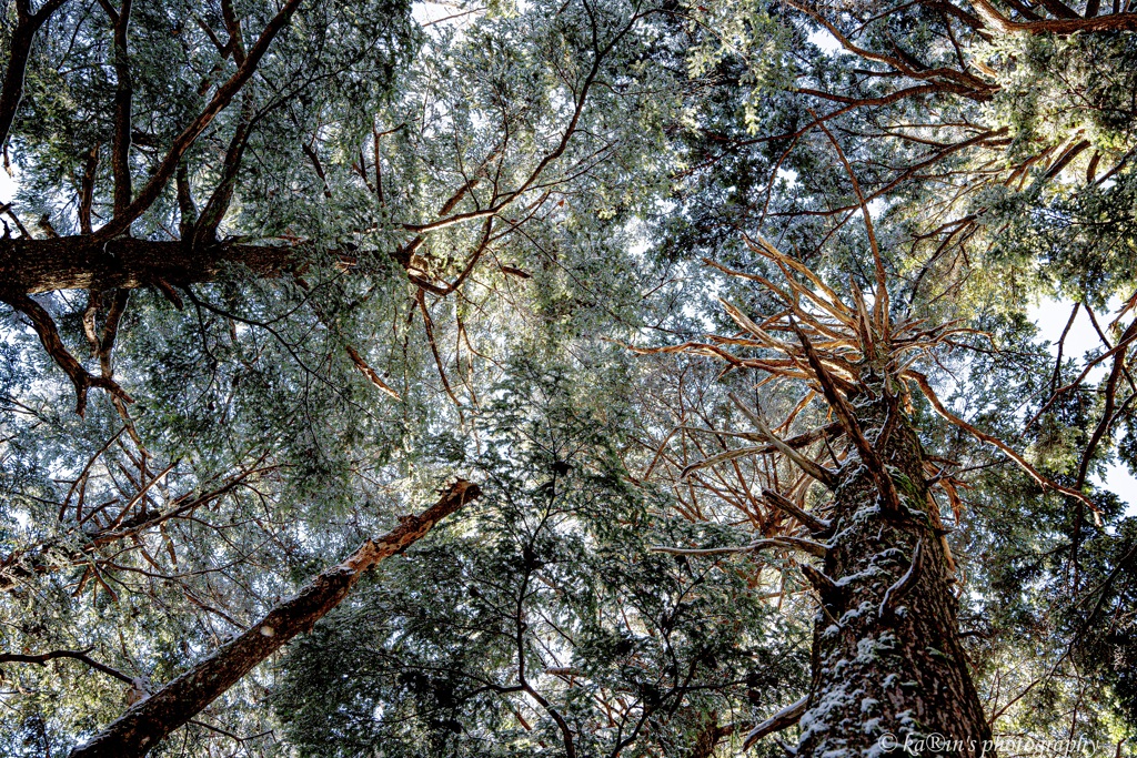 Forest of the snow.