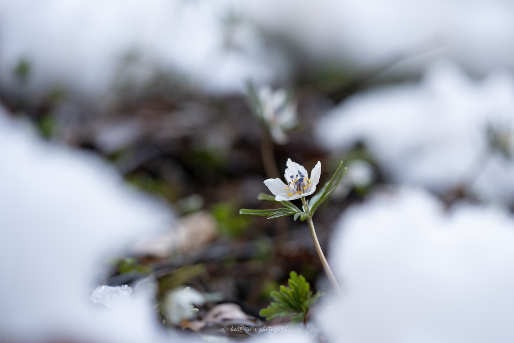 雪に咲く